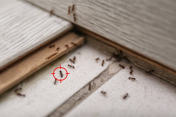 Best Emergency Pest Control  in Balfour, NC