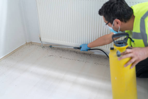 Reliable Balfour, NC Pest Control Solutions